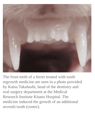 Tooth Regrowth and Regeneration.