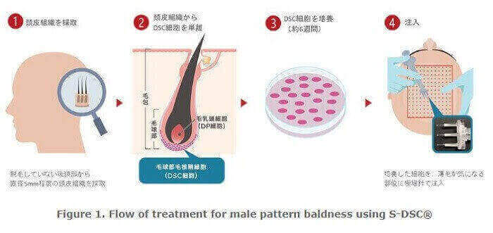 Shiseido Dermal Sheath Cell Hair Multiplication.